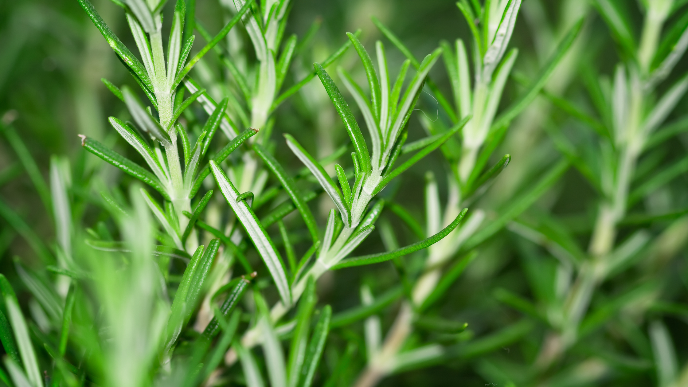 The 9 Most Amazing Benefits of Rosemary For Your Skin And Hair